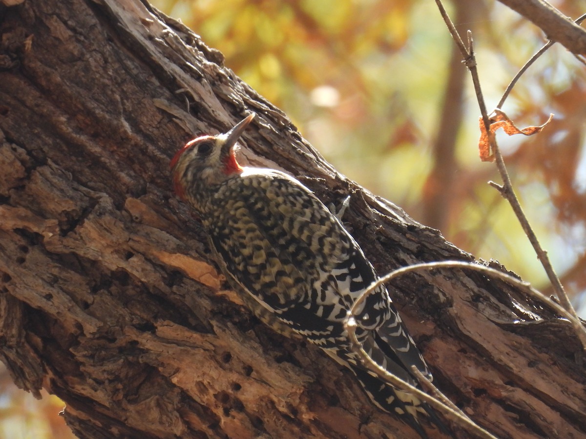 sapsucker sp. - ML644560344