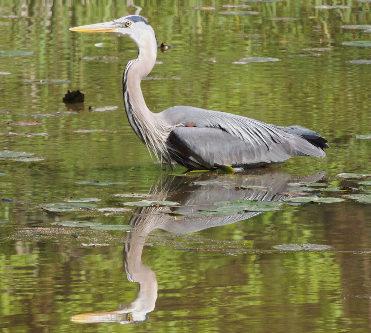 Great Blue Heron - ML644560349