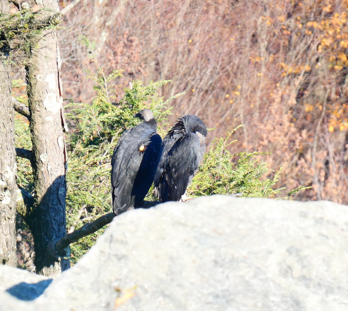 Urubu noir - ML644560362