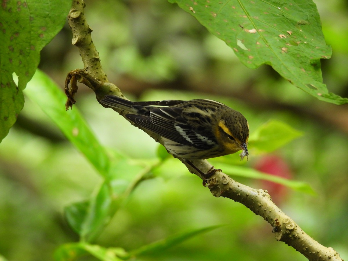 Reinita Gorjinaranja - ML644560372