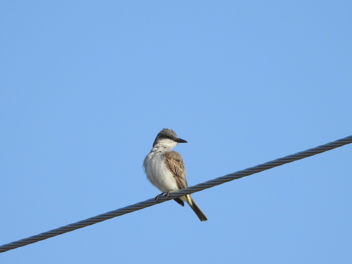 Gray Kingbird - ML644560379