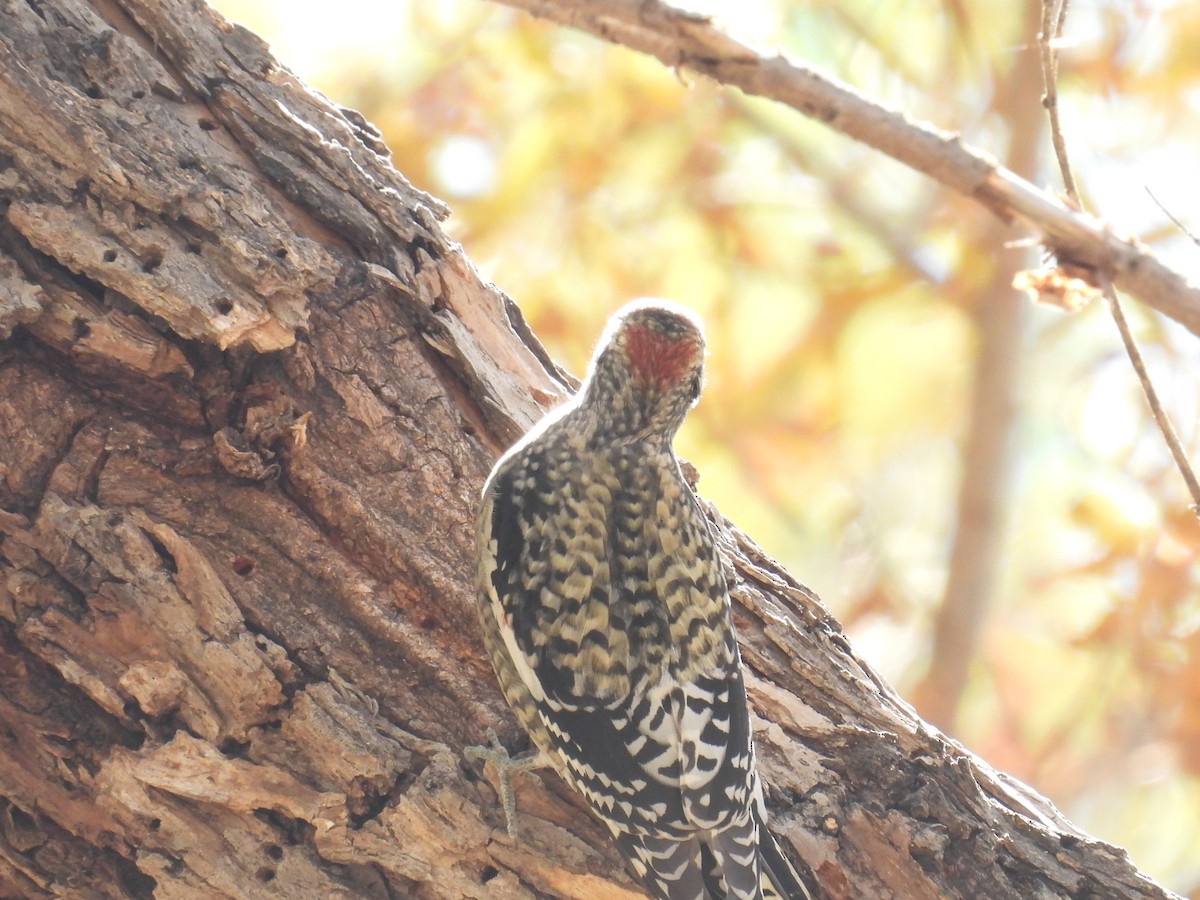 sapsucker sp. - ML644560383