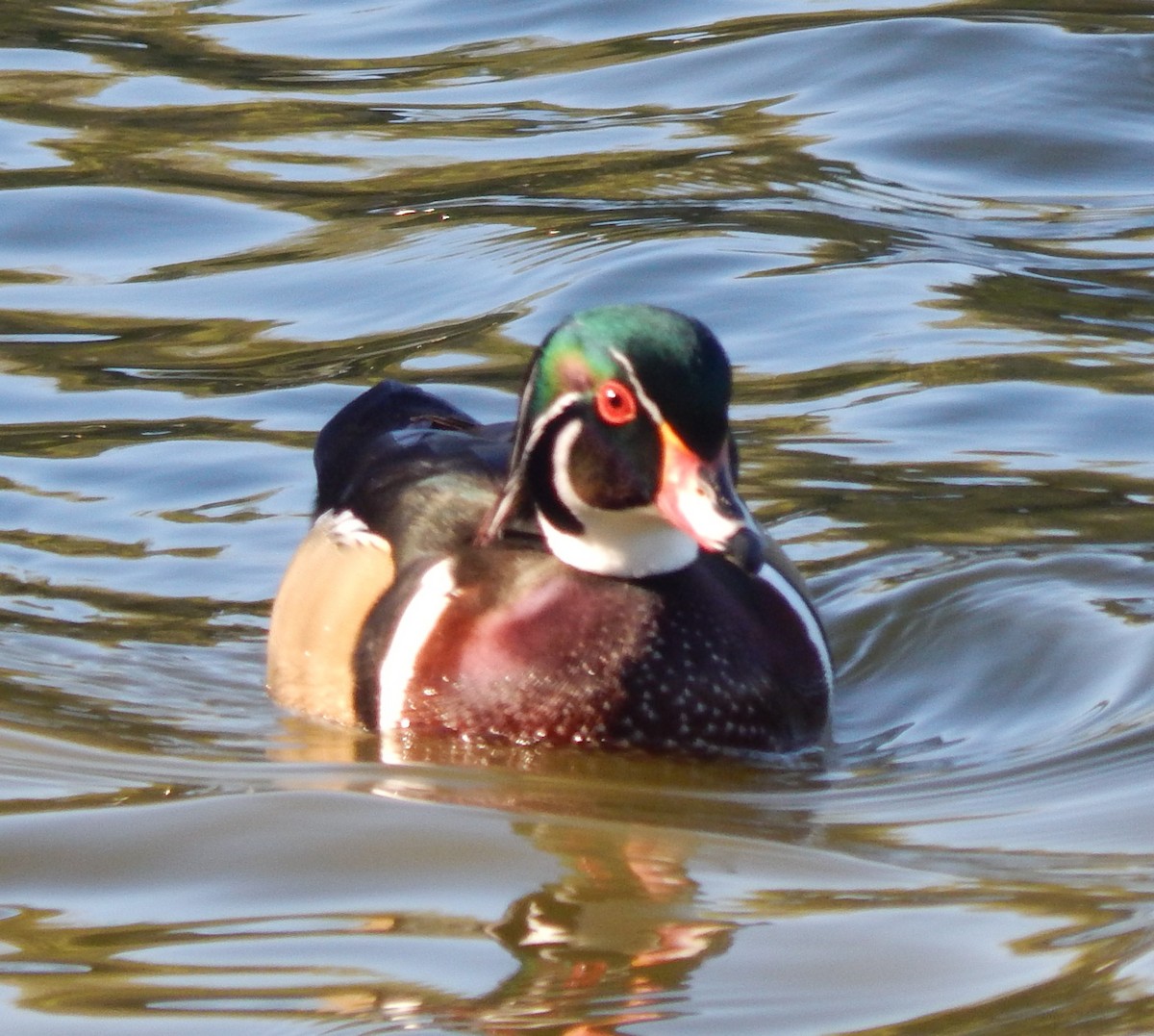 Brautente - ML644560384