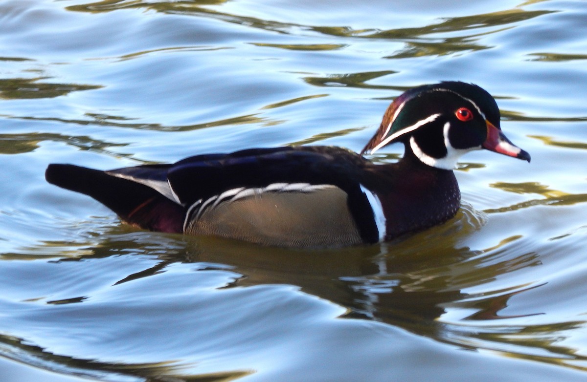 Brautente - ML644560385