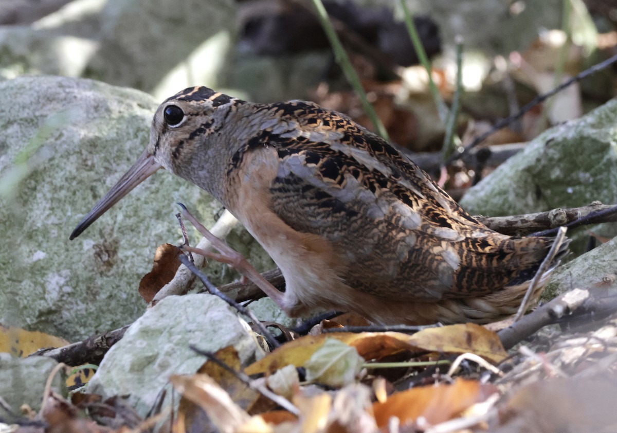 American Woodcock - ML644560386