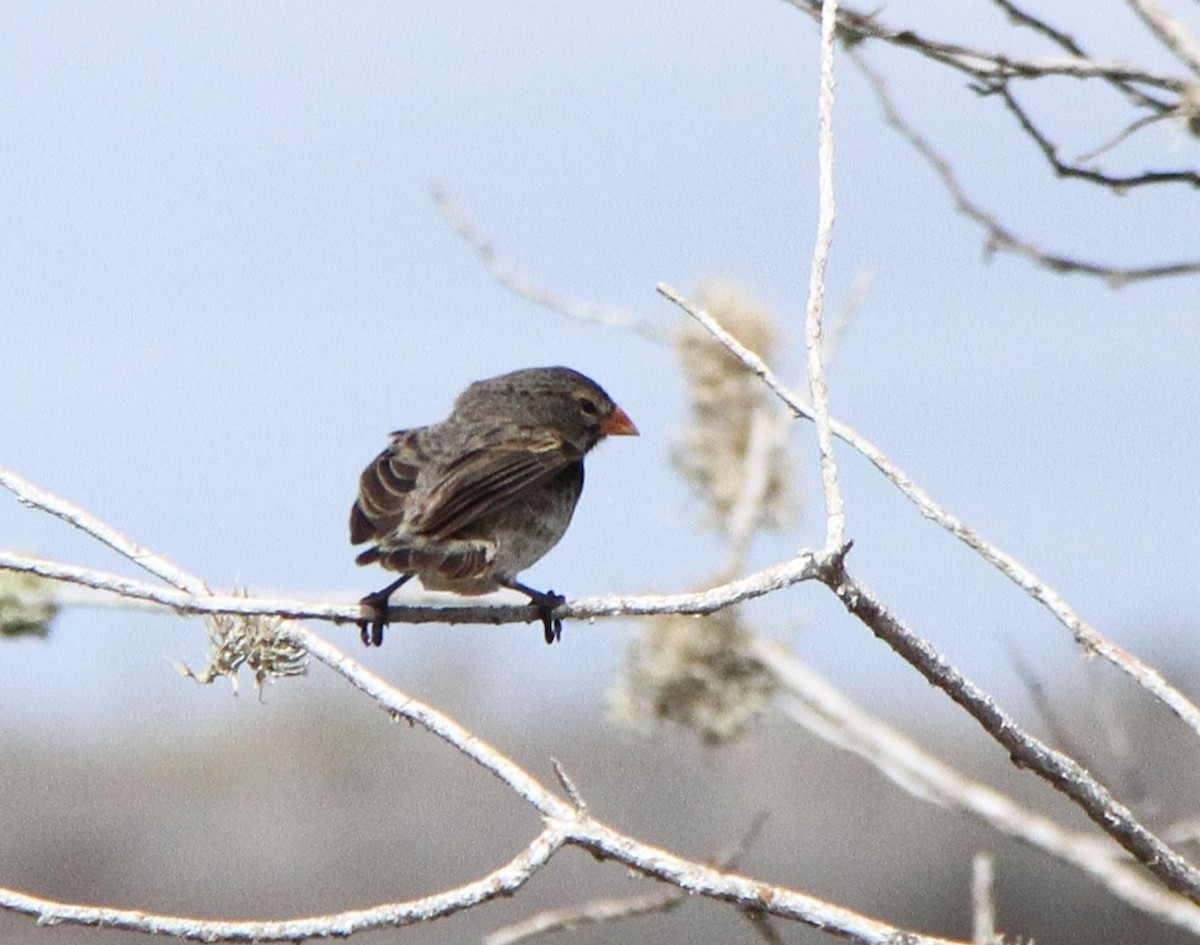 コガラパゴスフィンチ - ML644560390