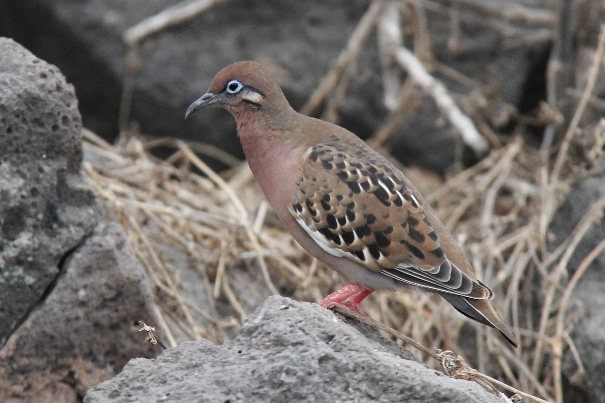 ガラパゴスバト - ML644560395