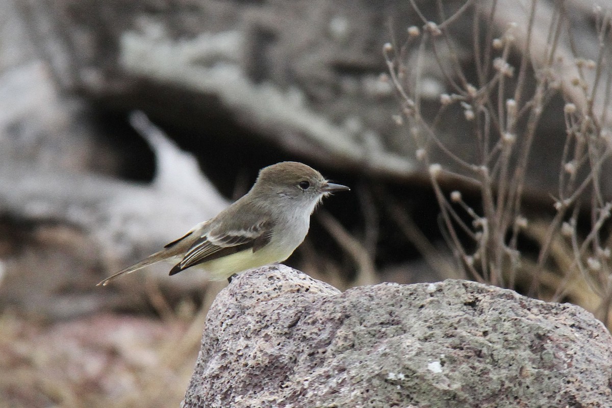 ガラパゴスヒタキモドキ - ML644560400