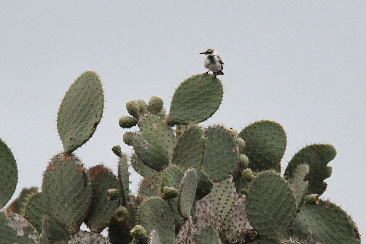 Galapagos Mockingbird - ML644560404