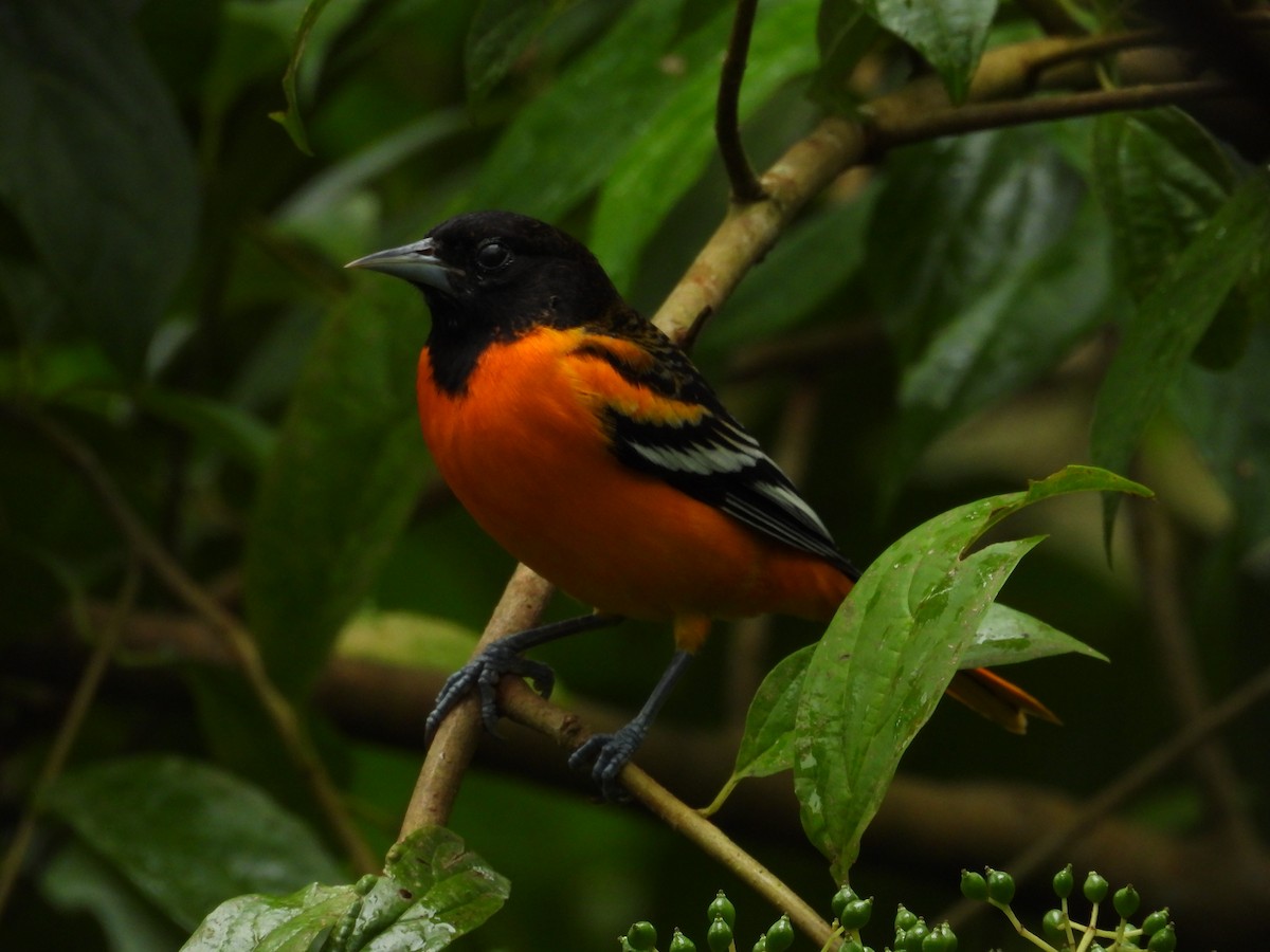 Oriole de Baltimore - ML644560409