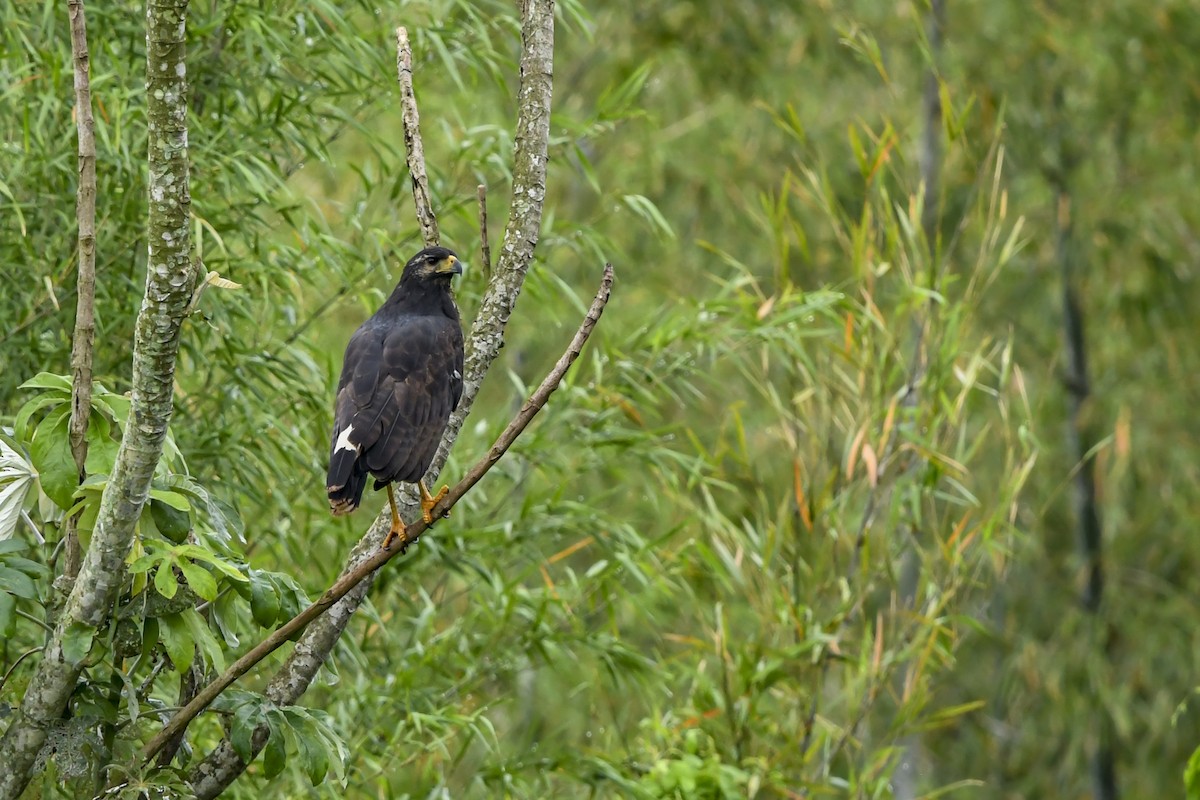 Great Black Hawk - ML644560422