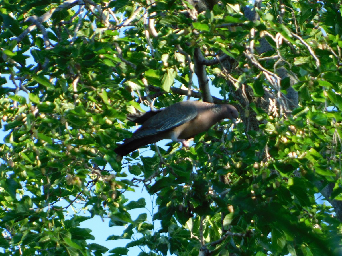 Темнохвостый голубь - ML644560425