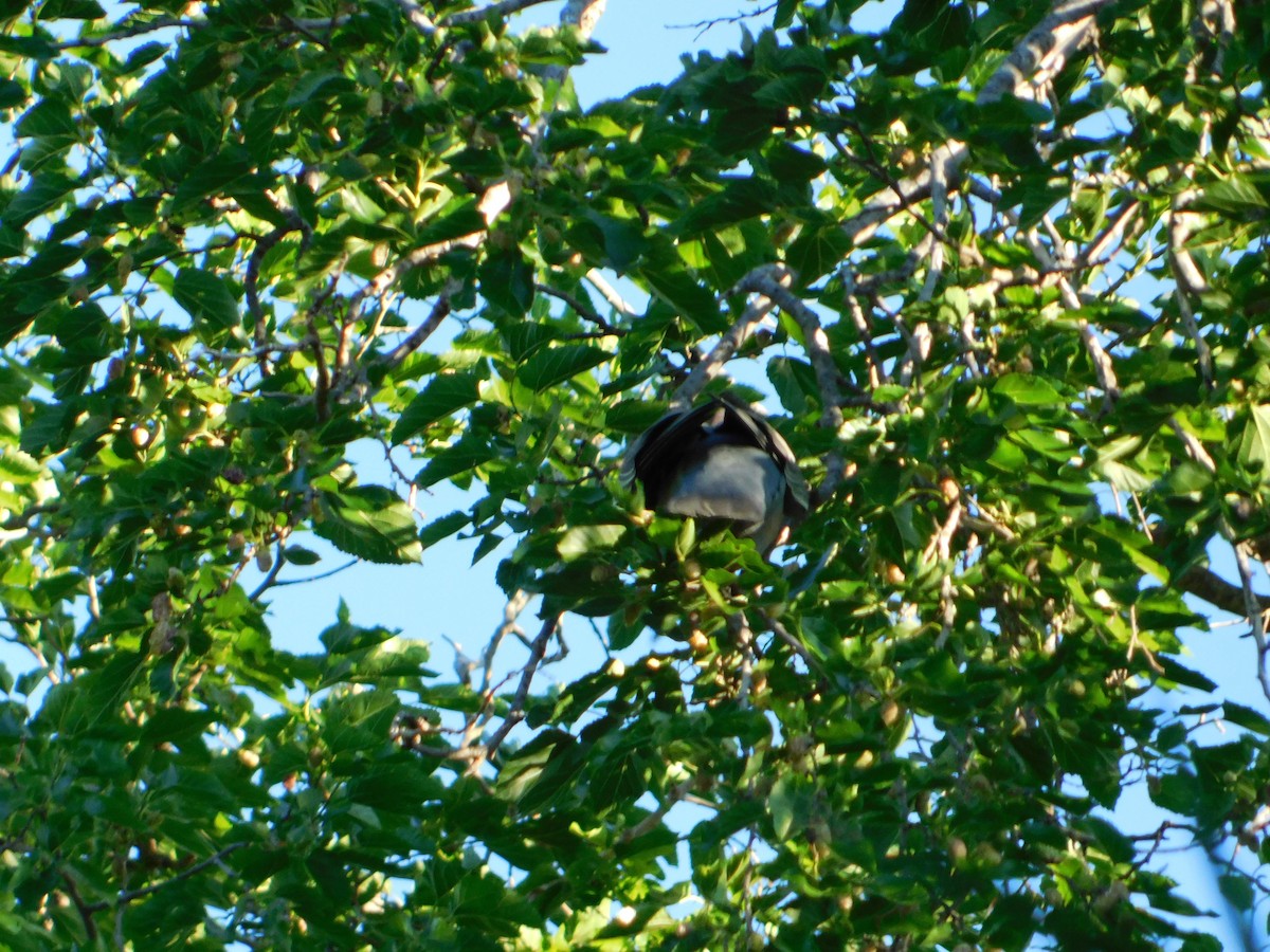 Темнохвостый голубь - ML644560426