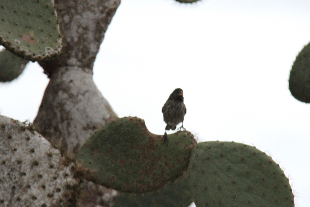 サボテンフィンチ - ML644560428