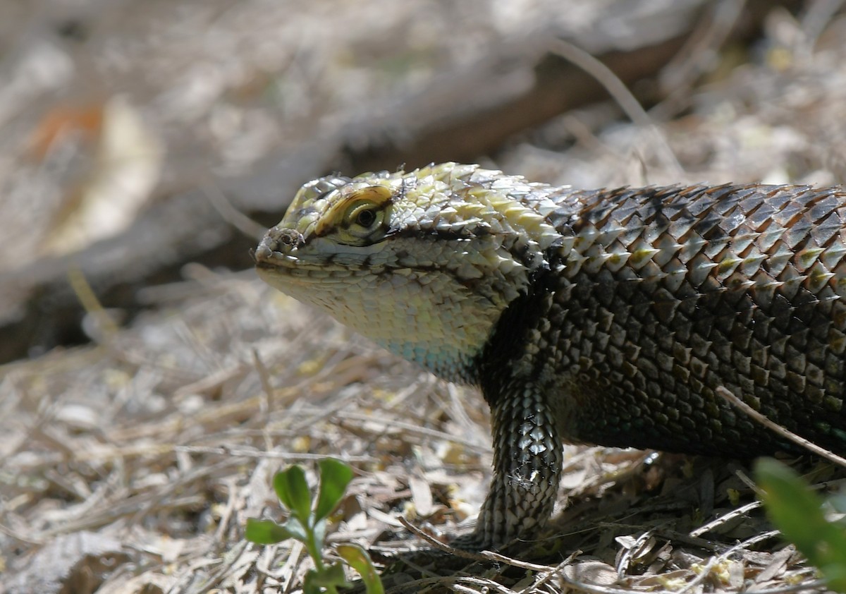 Animals - ML644560434