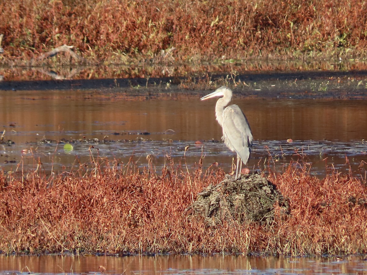 Great Blue Heron - ML644560437