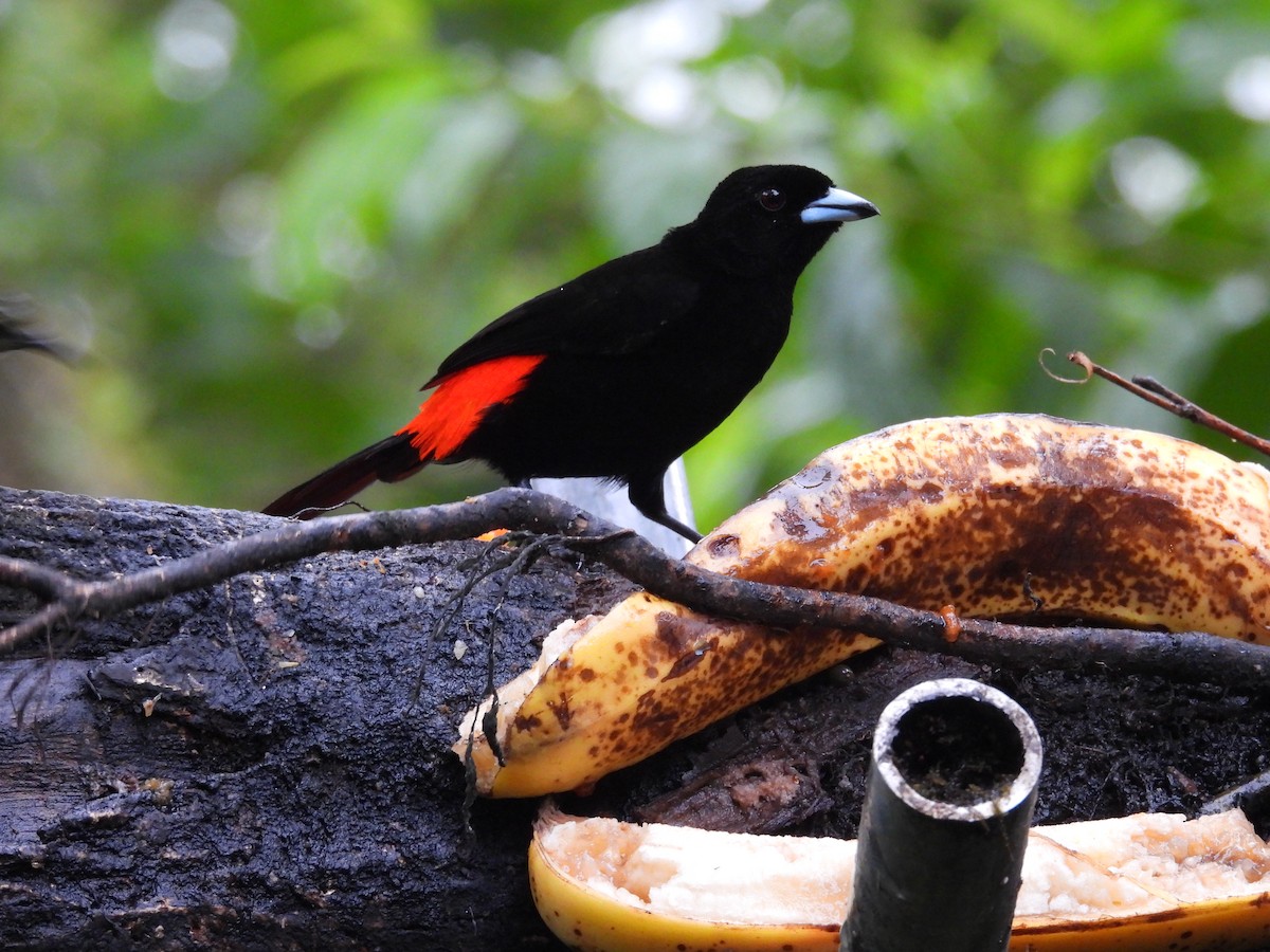 Scarlet-rumped Tanager - ML644560441