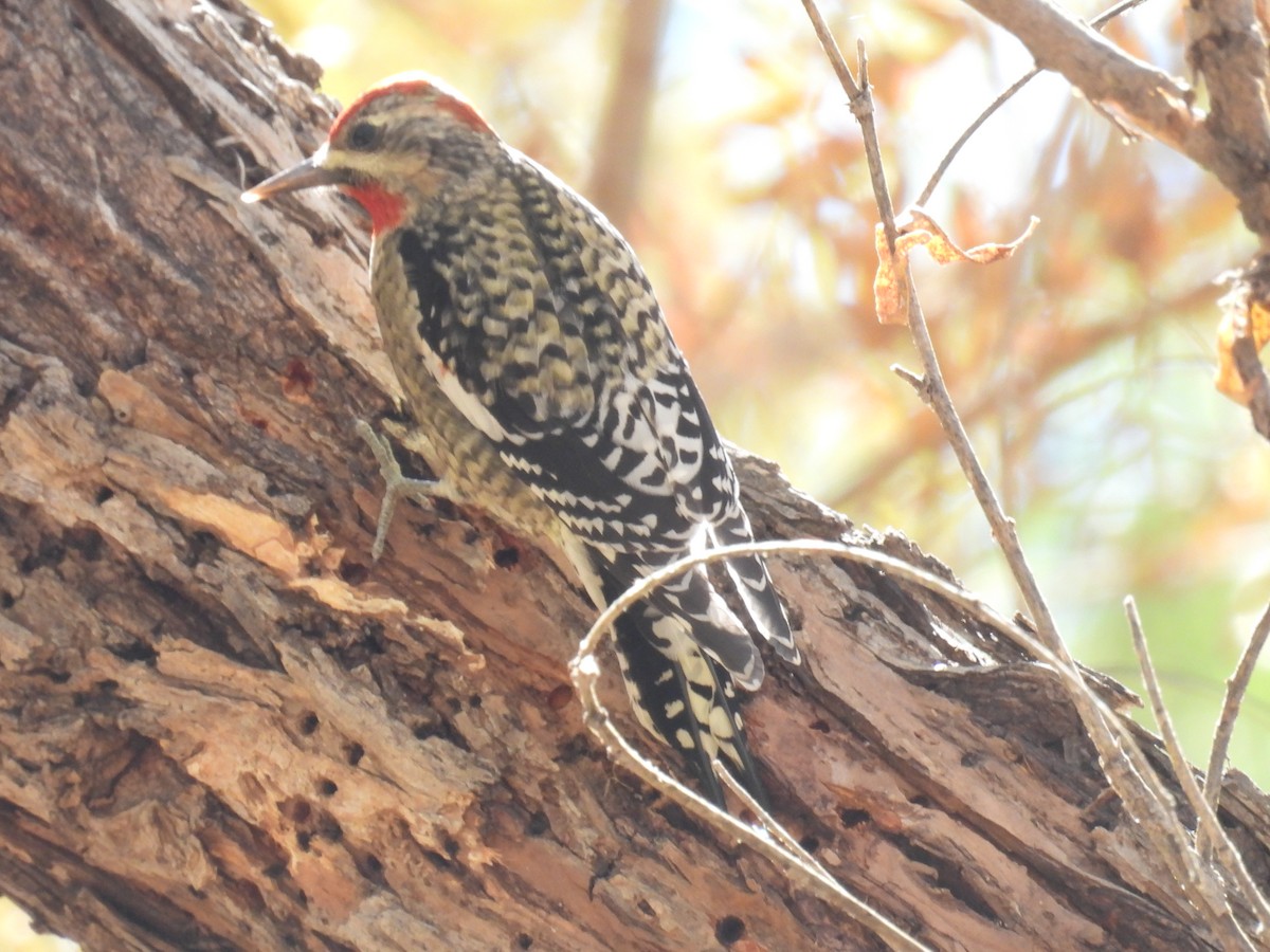 sapsucker sp. - ML644560452