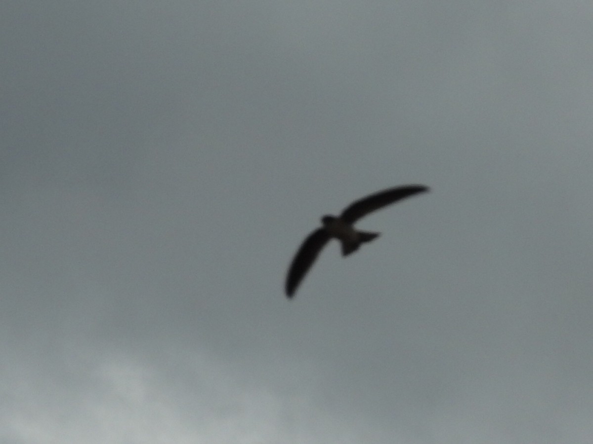 House Swift - ML644560453