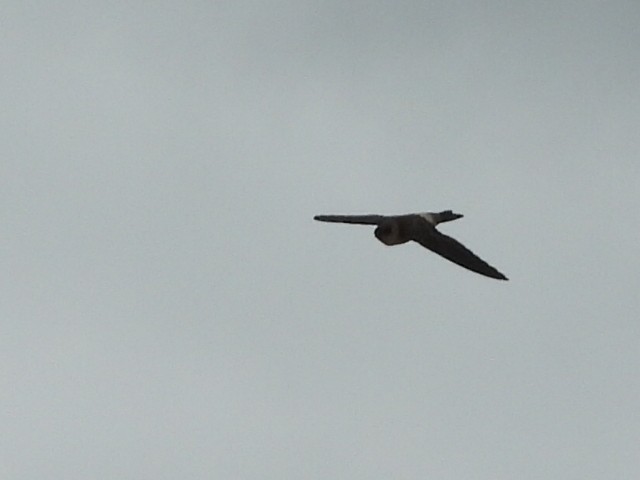 House Swift - ML644560459