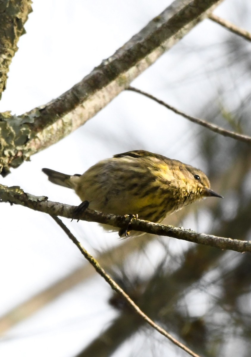 Paruline tigrée - ML644560462