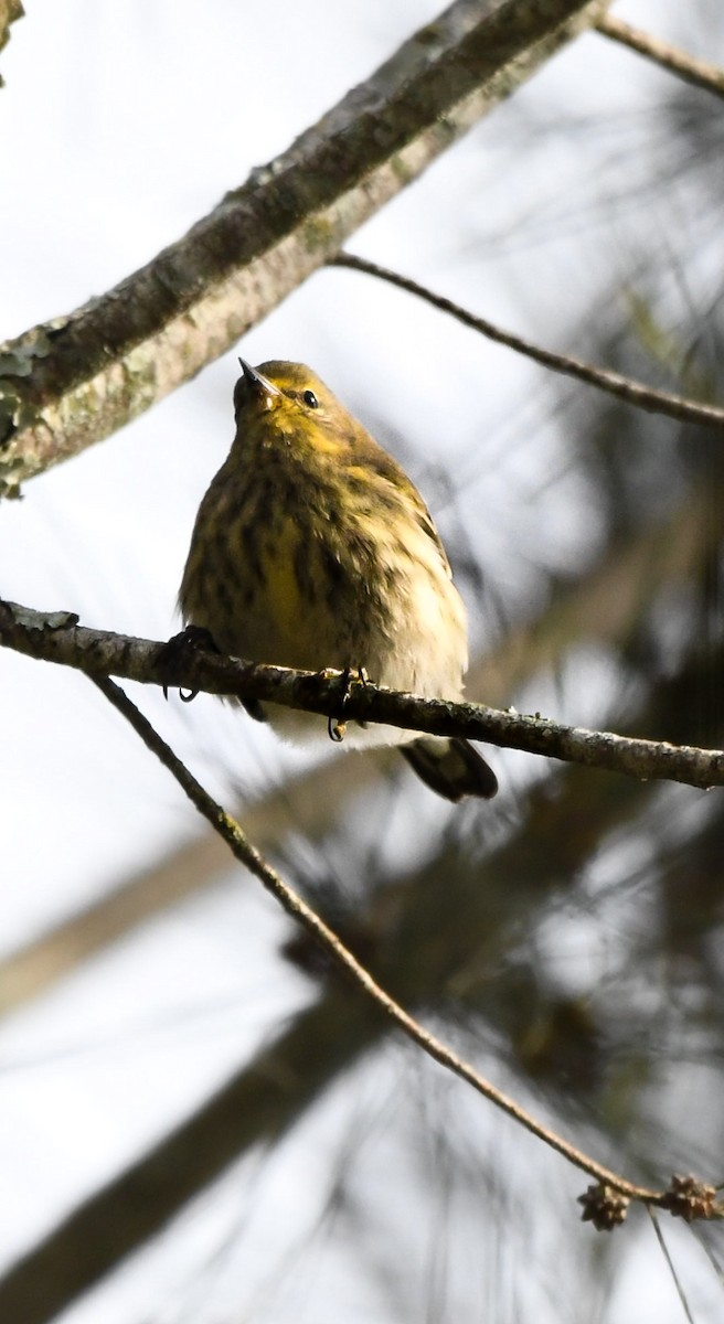 Paruline tigrée - ML644560463