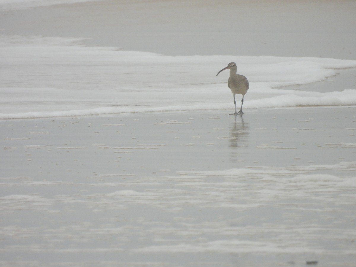 Eurasian Curlew - ML644560464