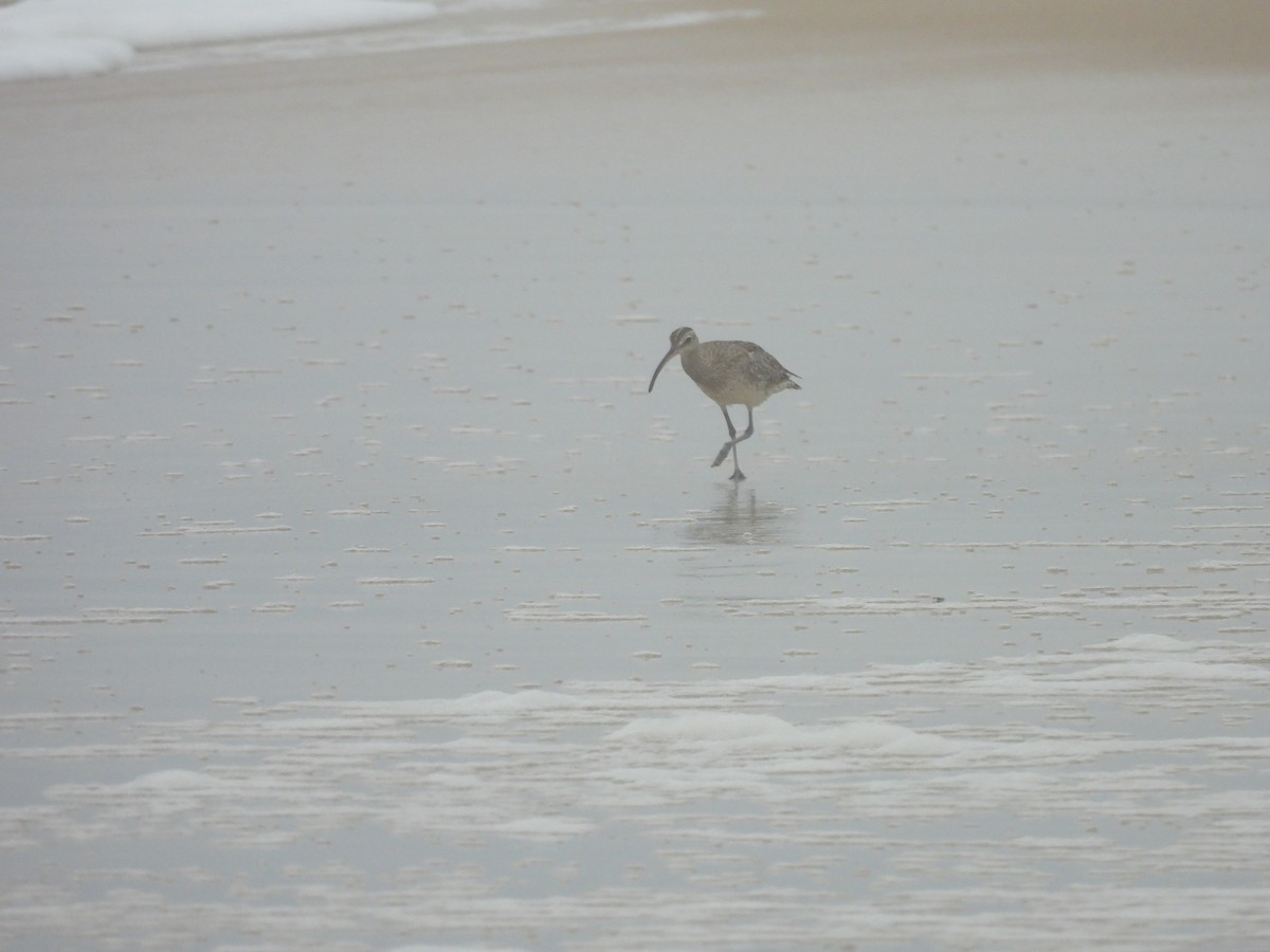 Eurasian Curlew - ML644560465