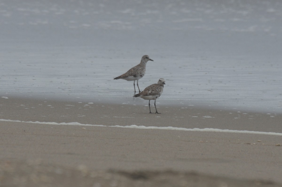 Txirri grisa - ML644560466