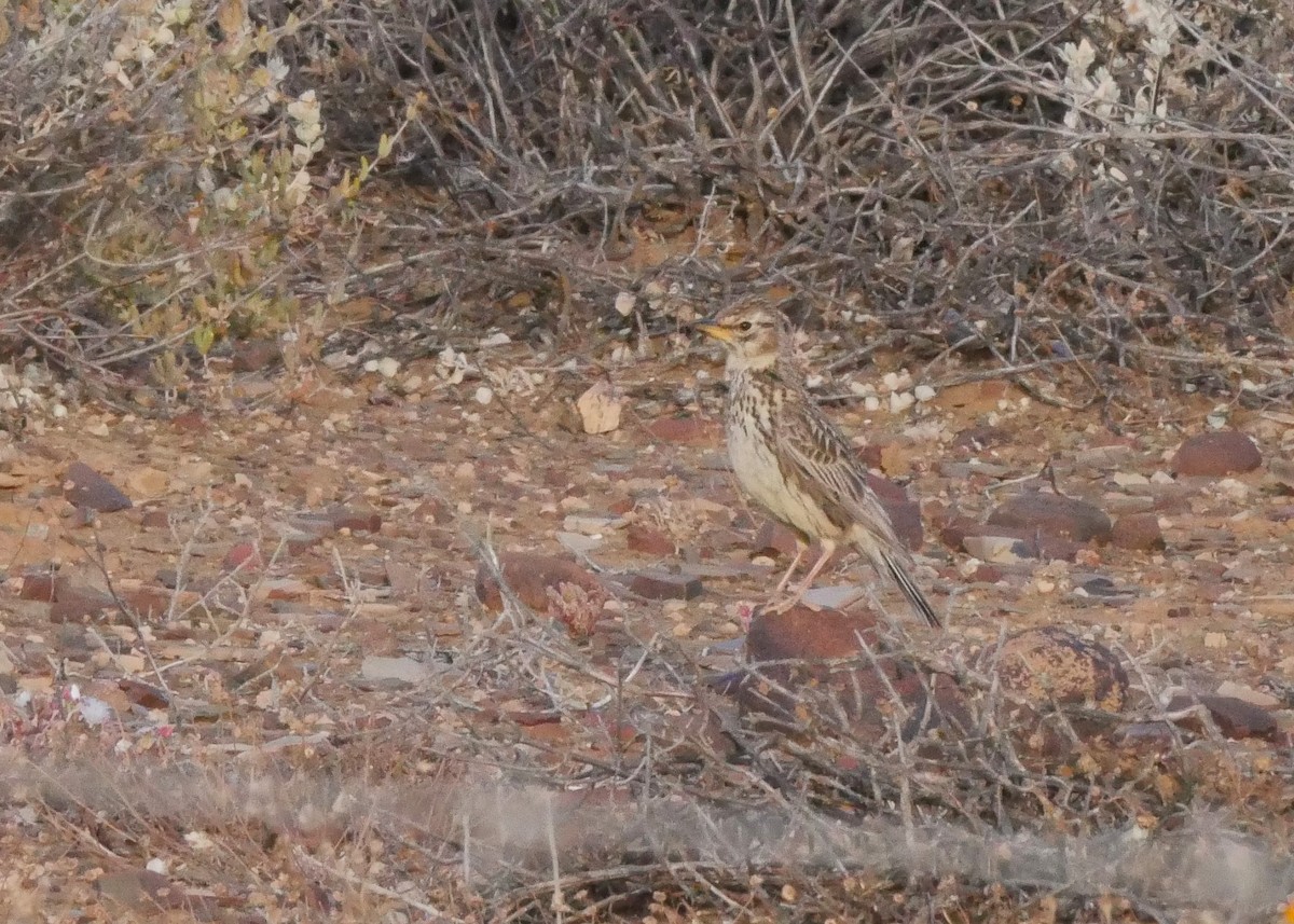Large-billed Lark - ML644560467