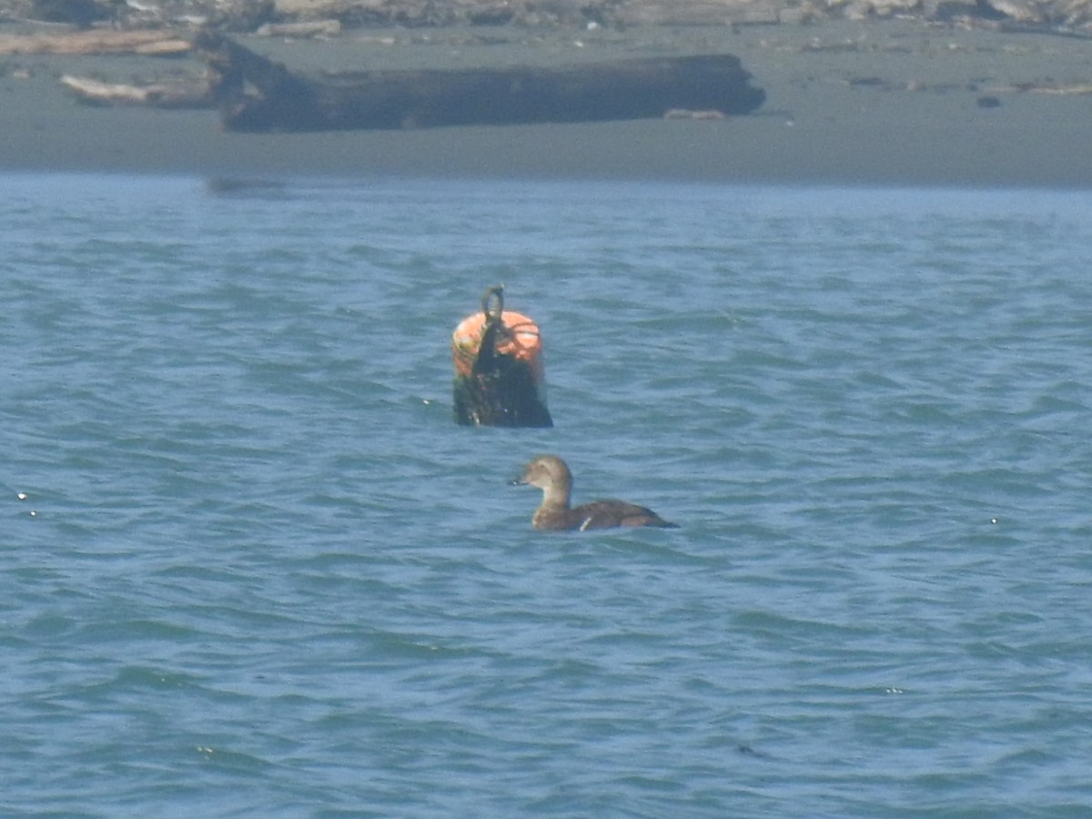 King Eider - ML644560471