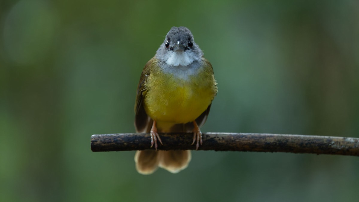 Yellow-bellied Bulbul - ML644560477