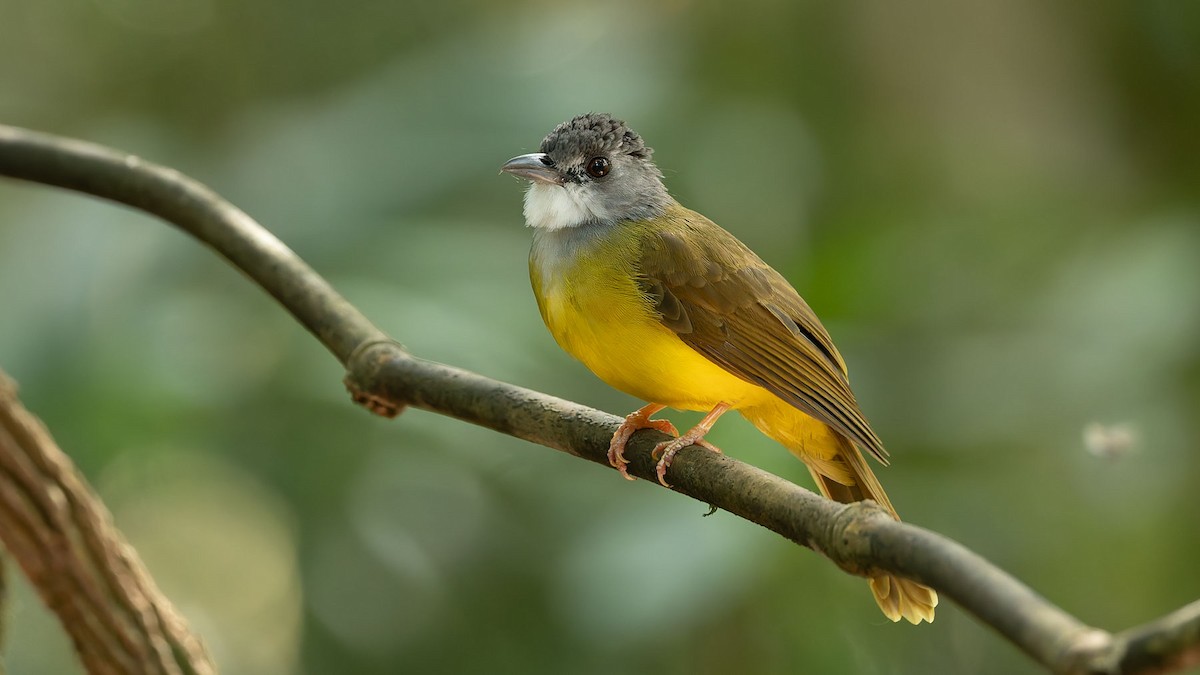 Yellow-bellied Bulbul - ML644560478