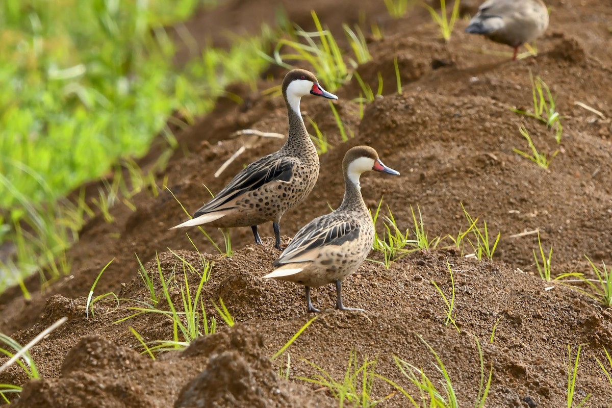 White-cheeked Pintail - ML644560487