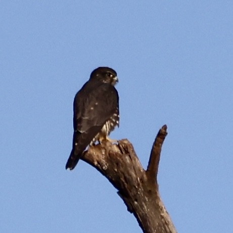 Merlin - ML644560493