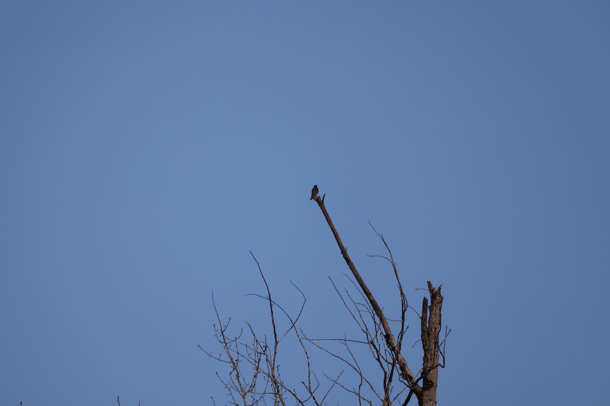 Merlin - ML644560494