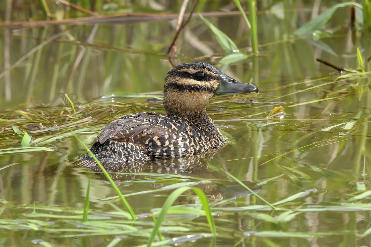 Masked Duck - ML644560496