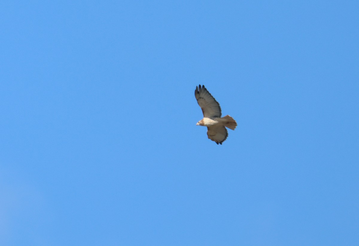 Канюк неоарктичний - ML644560497