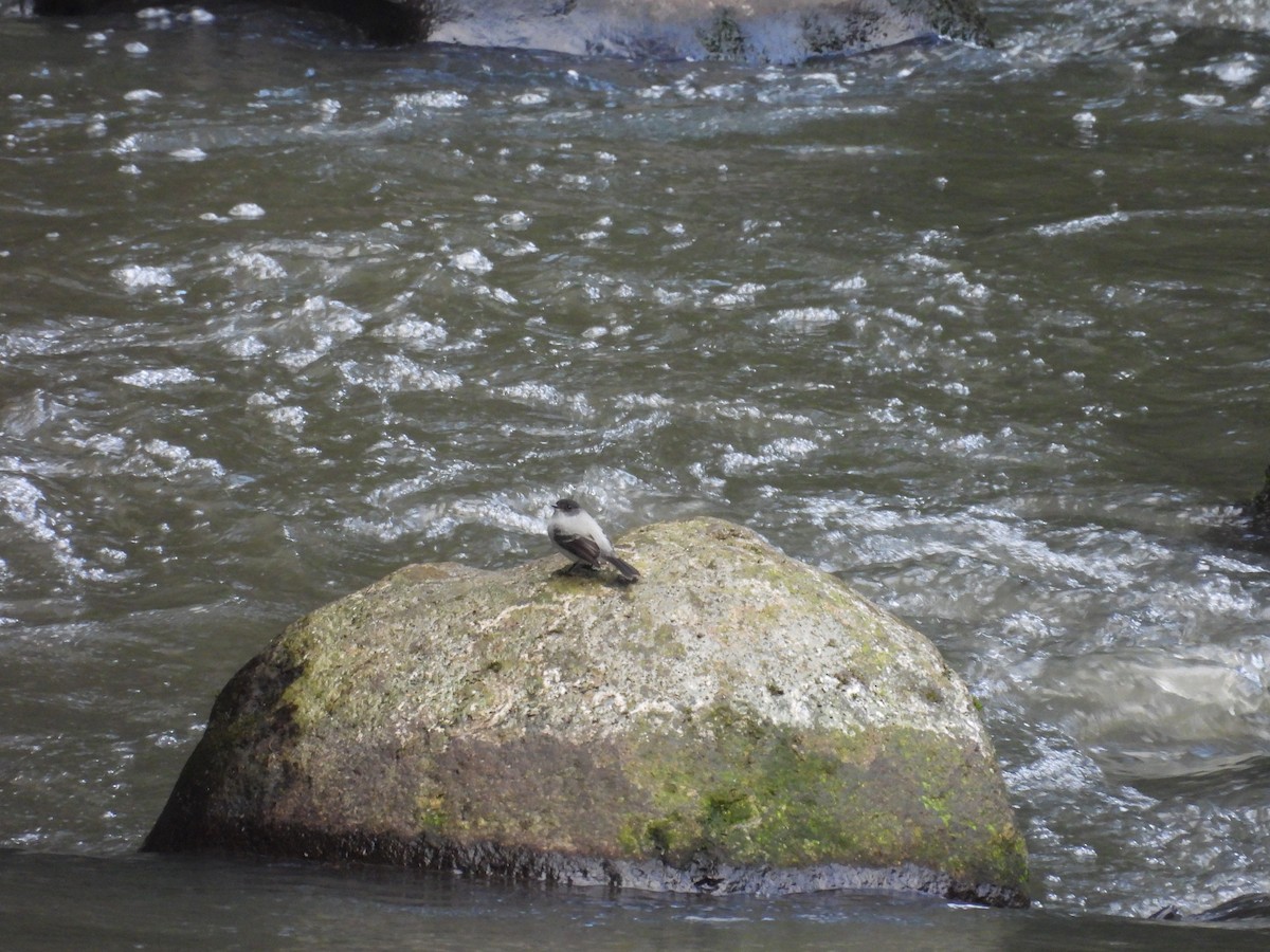 strømtyrannulett - ML644560499