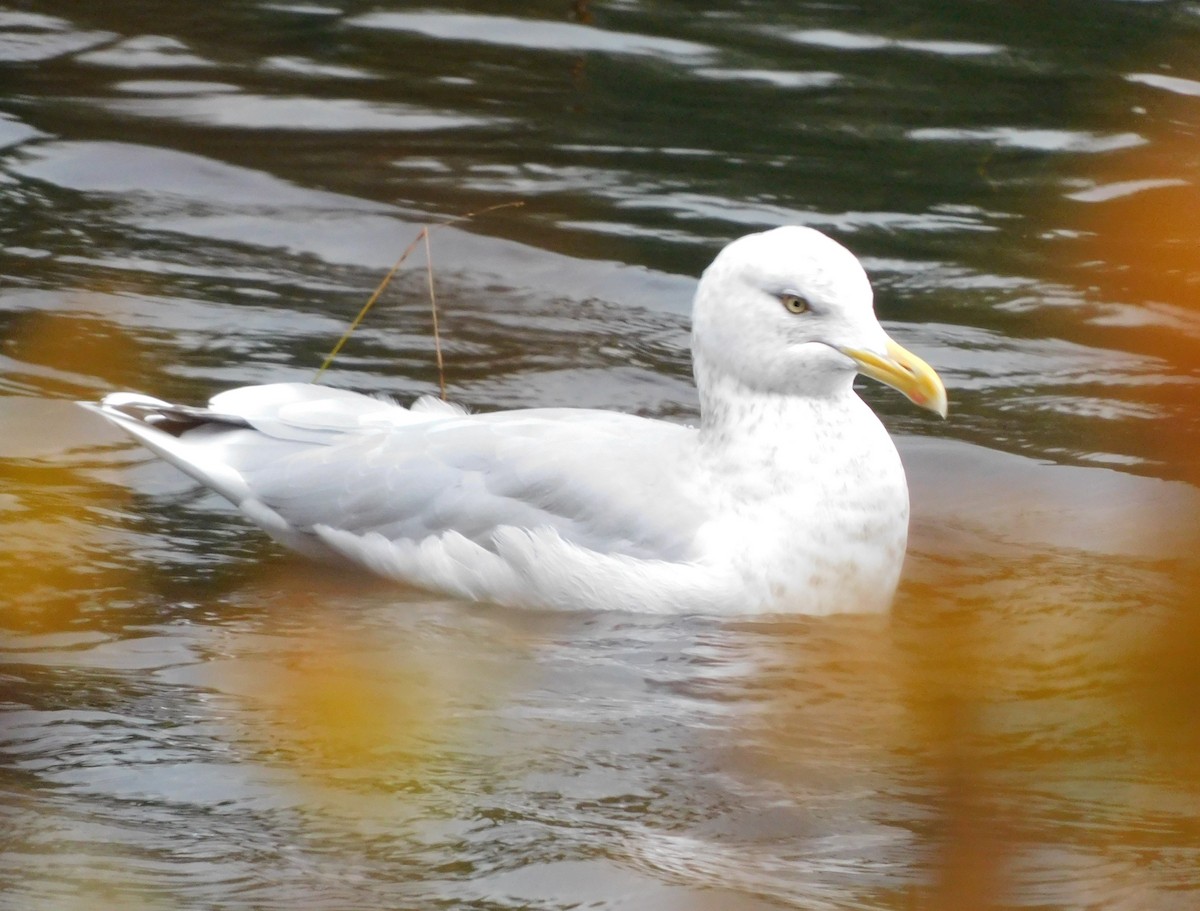 American Herring Gull - ML644560500