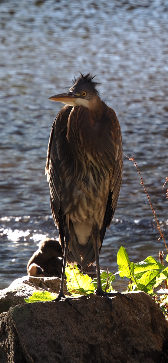 Great Blue Heron - ML644560501