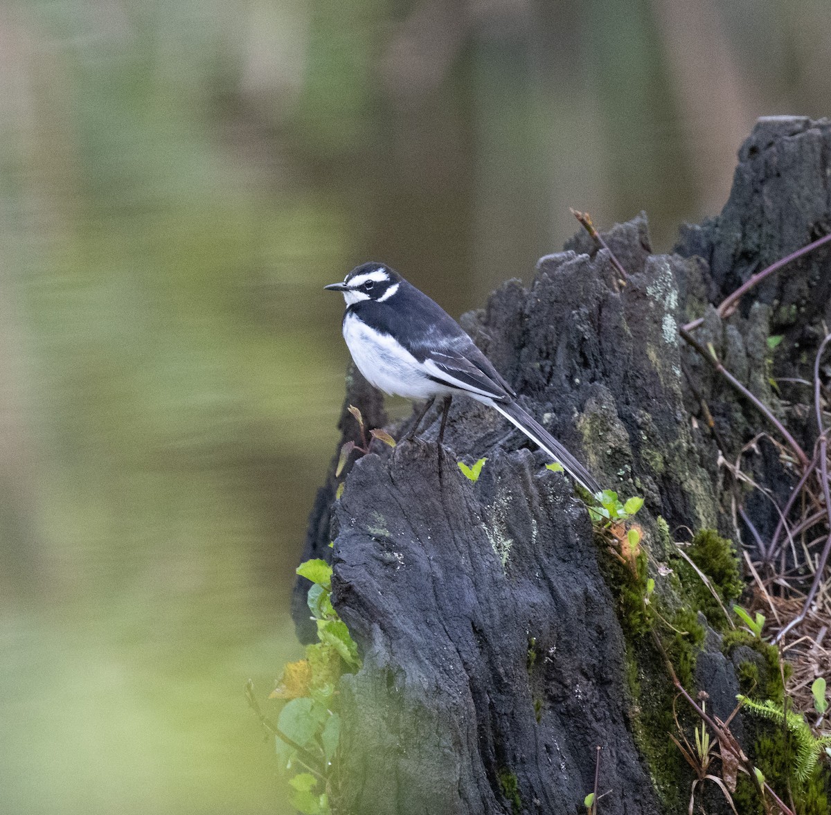 African Pied Wagtail - ML644560502