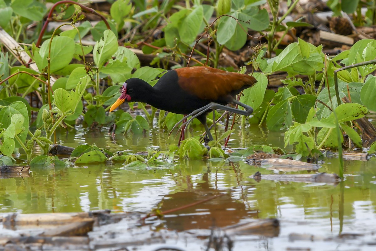 Wattled Jacana - ML644560503