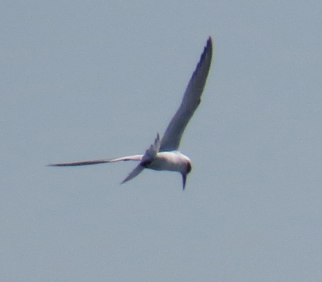 Charrán de Forster - ML644560507