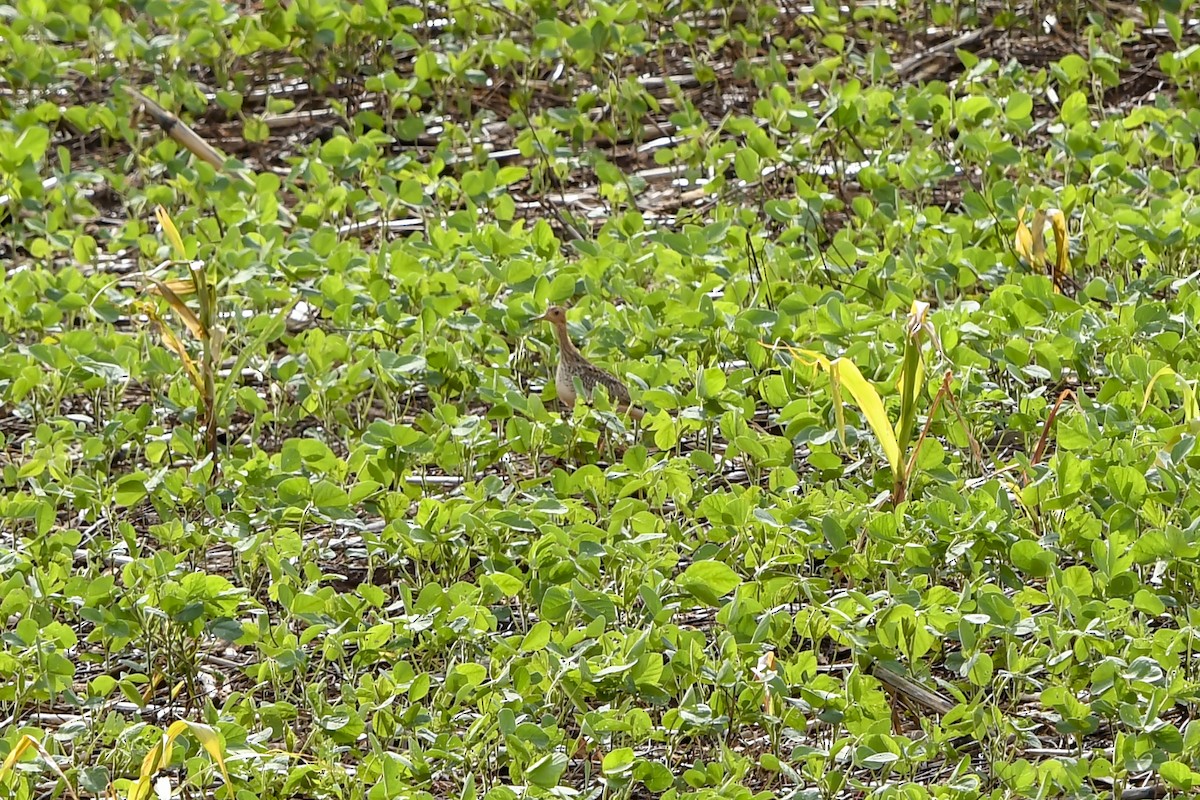 Upland Sandpiper - ML644560512