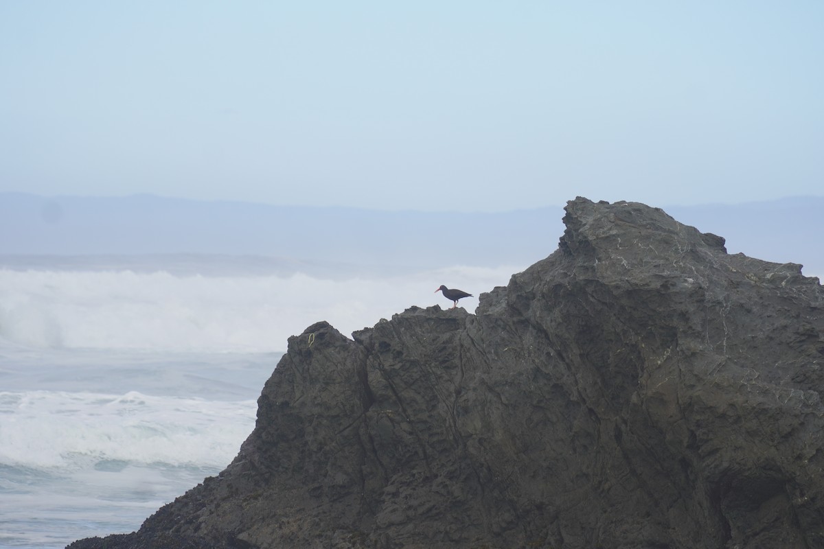 Black Oystercatcher - ML644560514