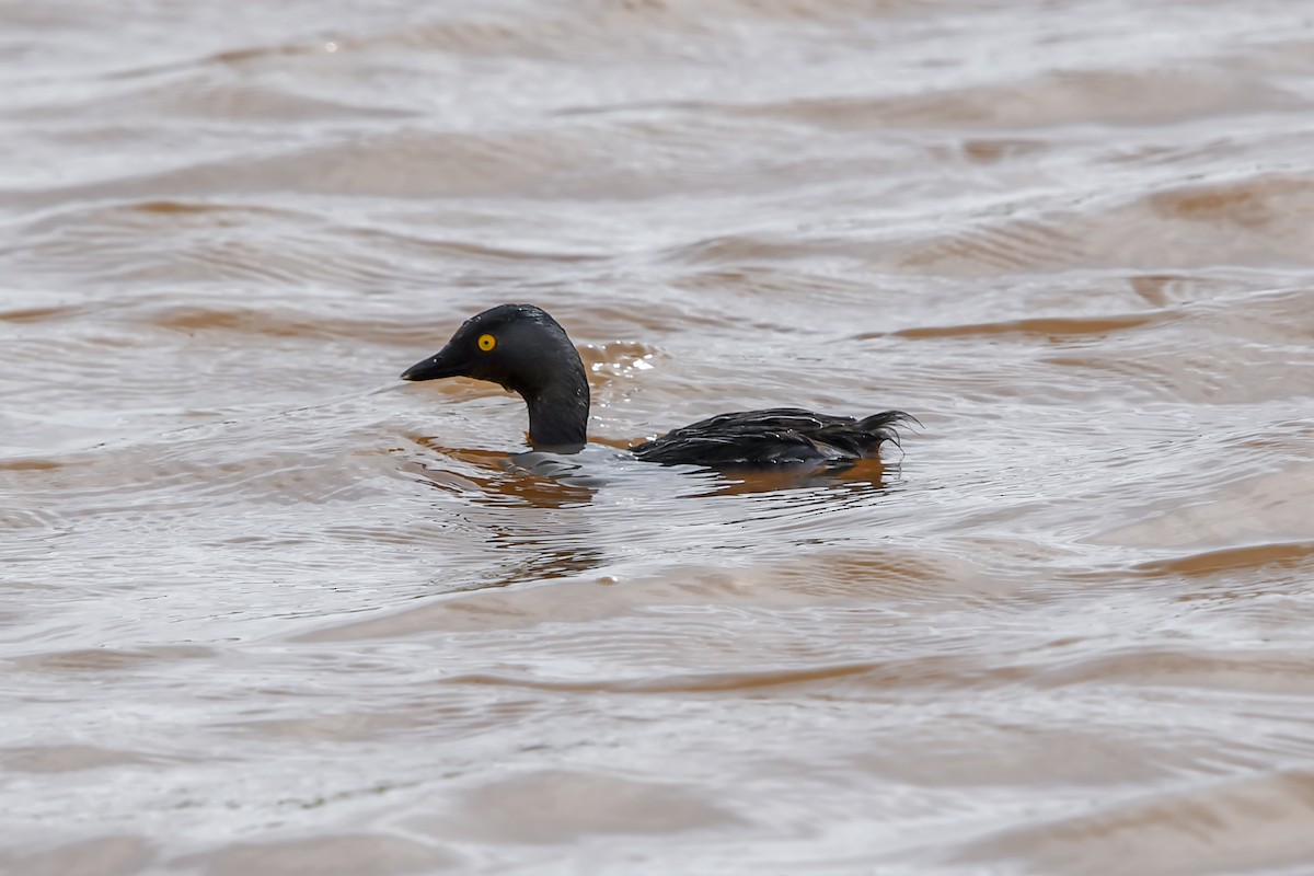 Least Grebe - ML644560517