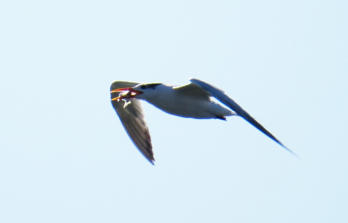 Royal Tern - ML644560527