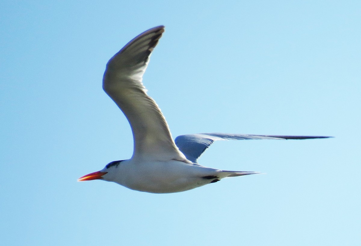 Royal Tern - ML644560528