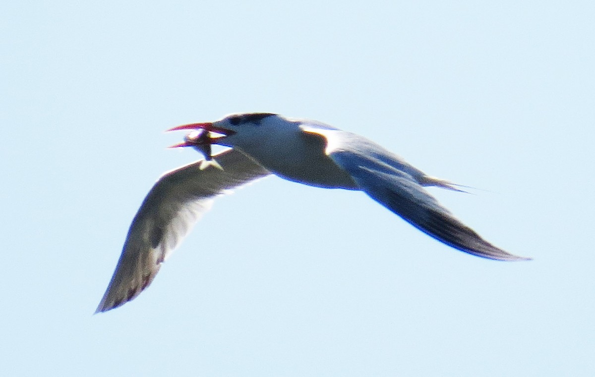Royal Tern - ML644560529